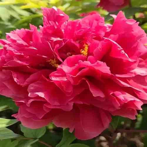 Peony ola bláthanna