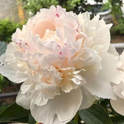 Shirley Teampaill Peony