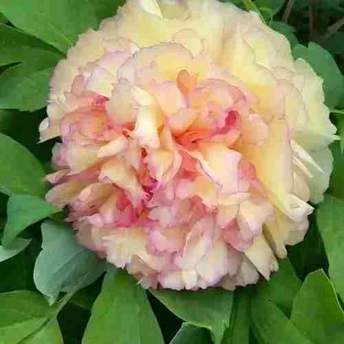 Peony crann buí